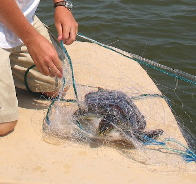 Authoritative Coastal fisheries reform group necessary Phrase simply Coastal fisheries reform group